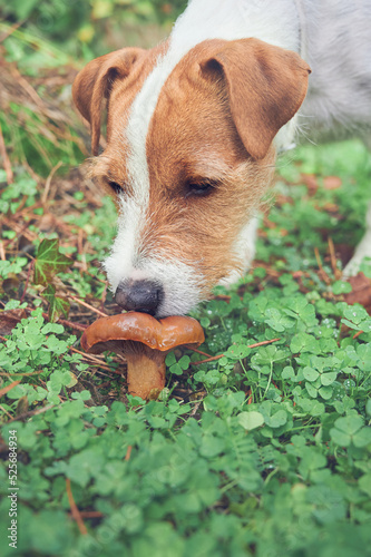 Jack Russell Terrier sniffing pine-spikes (Chroogomphus rutilus) mushroom growing in association with pine trees. Autumn seasonal mushroom wallpaper. Hunter dog. photo