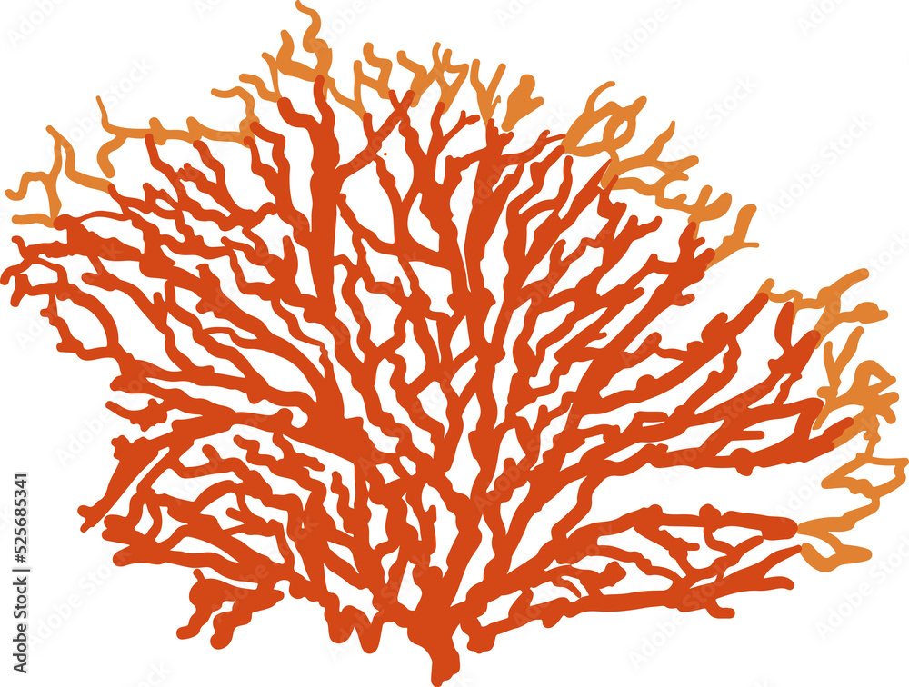Hand drawn Coral illustrations element PNG file Hand drawn Coral illustrations element PNG file