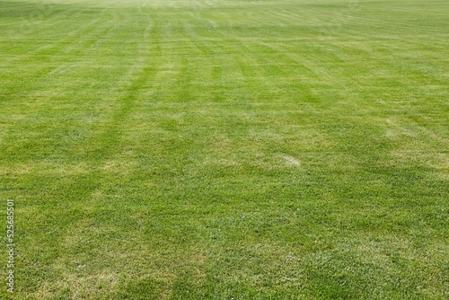Green Grass cut short lawn