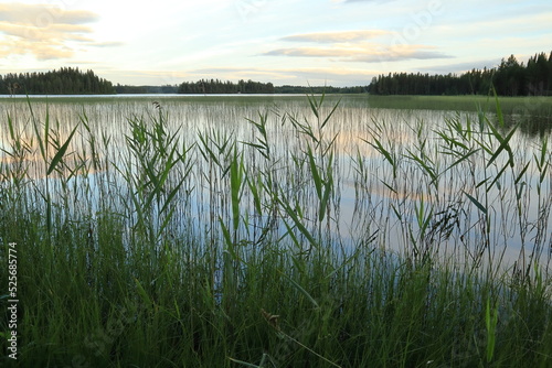 Summer lake with plenty of reed. Cloudy sky one evening. Reflection in the water. Forest in the distance far away. Krokom  J  mtland  Sweden  Europe.