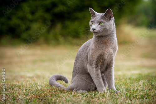 portrait of a Russian cat in the grass