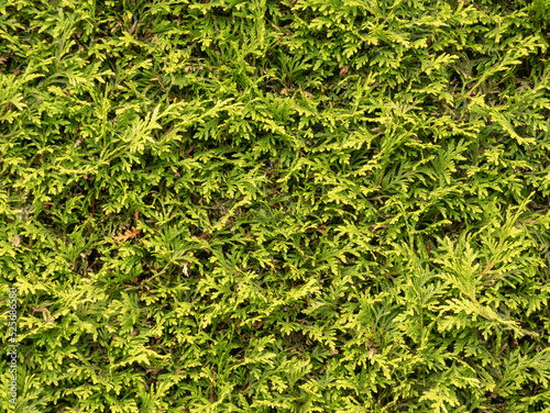 Thuja fence in the country.