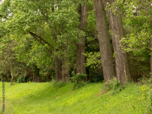 Road in city park in summer.