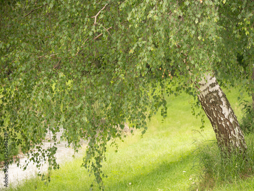 Birch on the river bank.