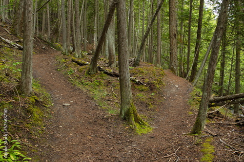 Flume Trail in Tsutswecw Roderick Haig Brown Provincial Park in British Columbia,Canada,North America
 photo