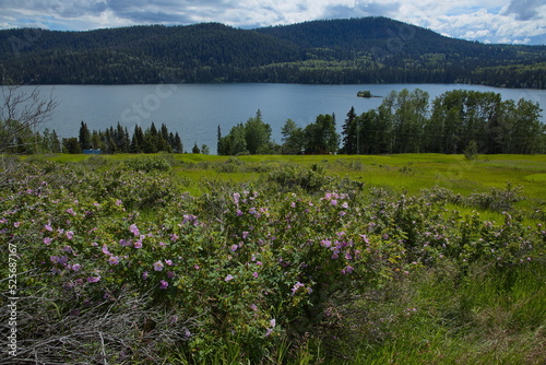 Rose bush at Lake Lac des Roches at Little Fort Highway in British Columbia,Canada,North America 