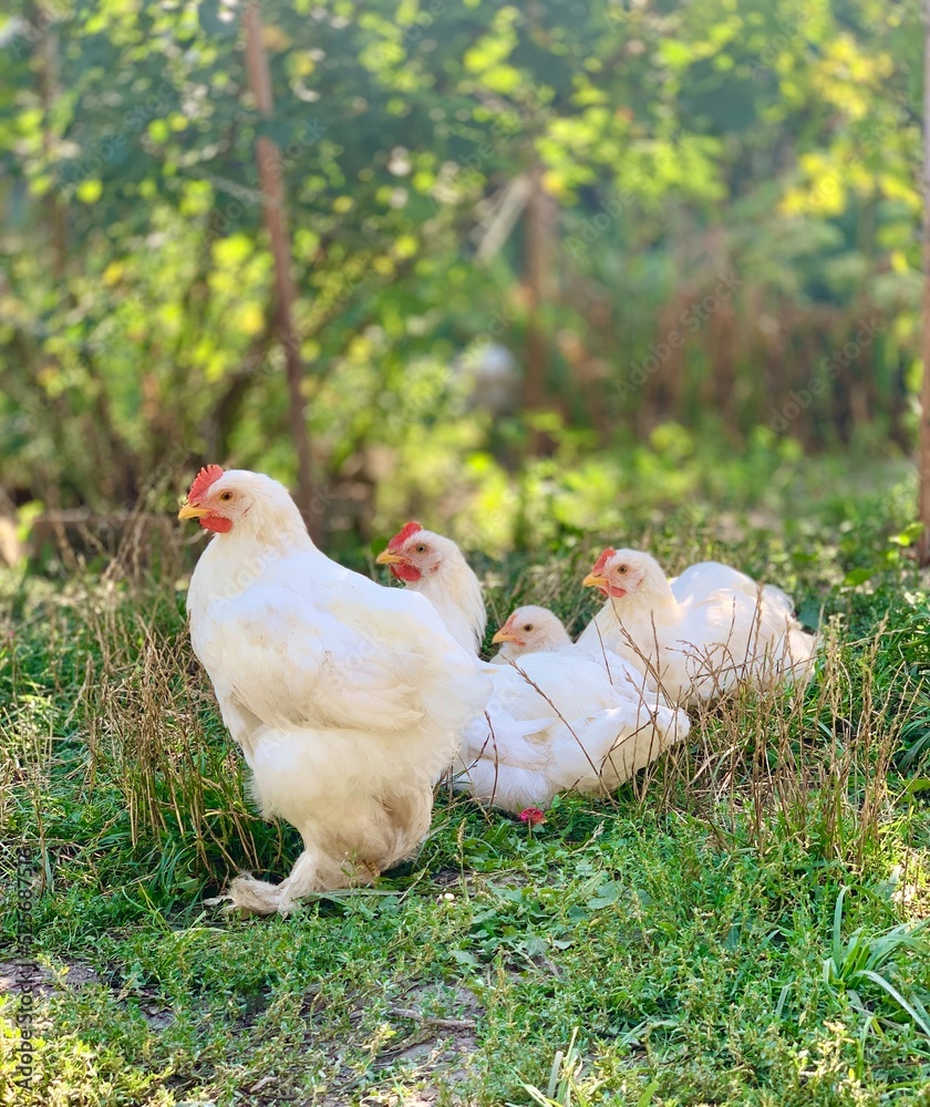 Fototapeta premium the chikens on the farm