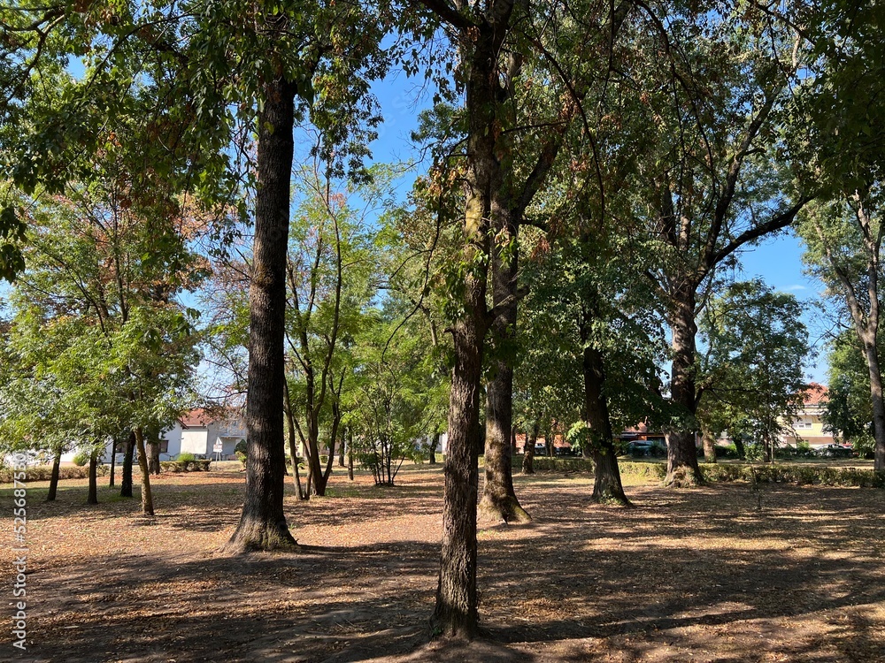 The park of the Hunting Castle in Bilje or the Park next to the castle of Eugene of Savoy, Bilje - Slavonia, Croatia (Park uz dvorac Eugena Savojskog - Slavonija, Hrvatska) The park of the Hunting Castle in Bilje or the Park next to the castle of Eugene of Savoy, Bilje - Slavonia, Croatia (Park uz dvorac Eugena Savojskog - Slavonija, Hrvatska)
