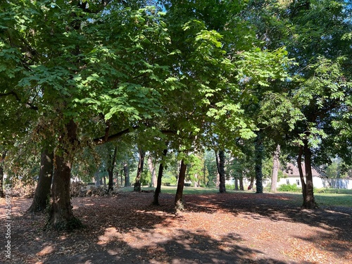 The park of the Hunting Castle in Bilje or the Park next to the castle of Eugene of Savoy, Bilje - Slavonia, Croatia (Park uz dvorac Eugena Savojskog - Slavonija, Hrvatska) photo