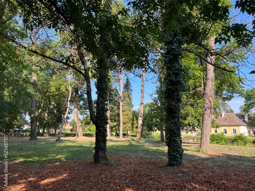 The park of the Hunting Castle in Bilje or the Park next to the castle of Eugene of Savoy, Bilje - Slavonia, Croatia (Park uz dvorac Eugena Savojskog - Slavonija, Hrvatska) photo