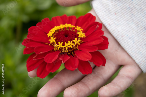 flower in hands