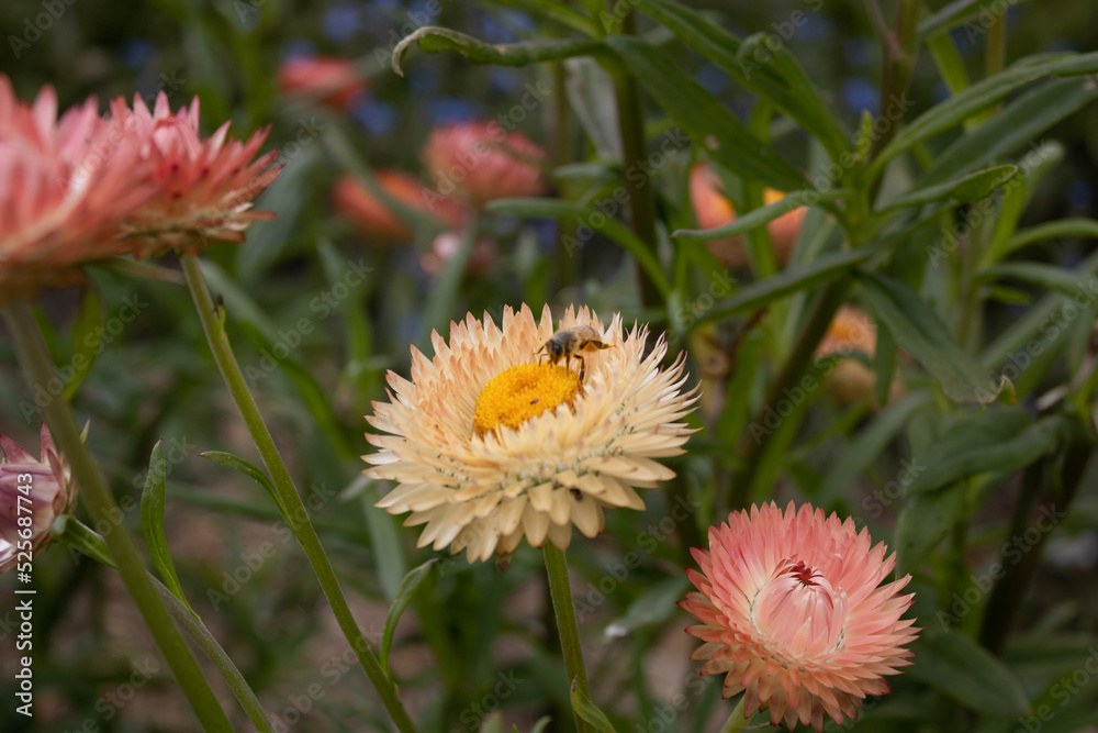 pink and yellow flower pink and yellow flower