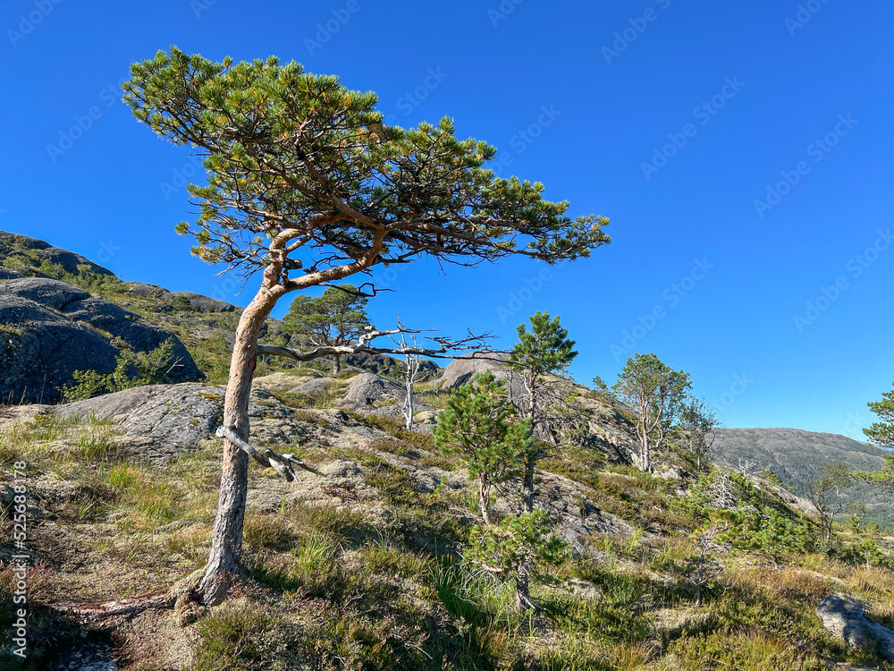 Pine tree in the Gravtind mountain in Velfjord,Helgeland,Nordland ,Norway,scandinavia,Europe Pine tree in the Gravtind mountain in Velfjord,Helgeland,Nordland ,Norway,scandinavia,Europe