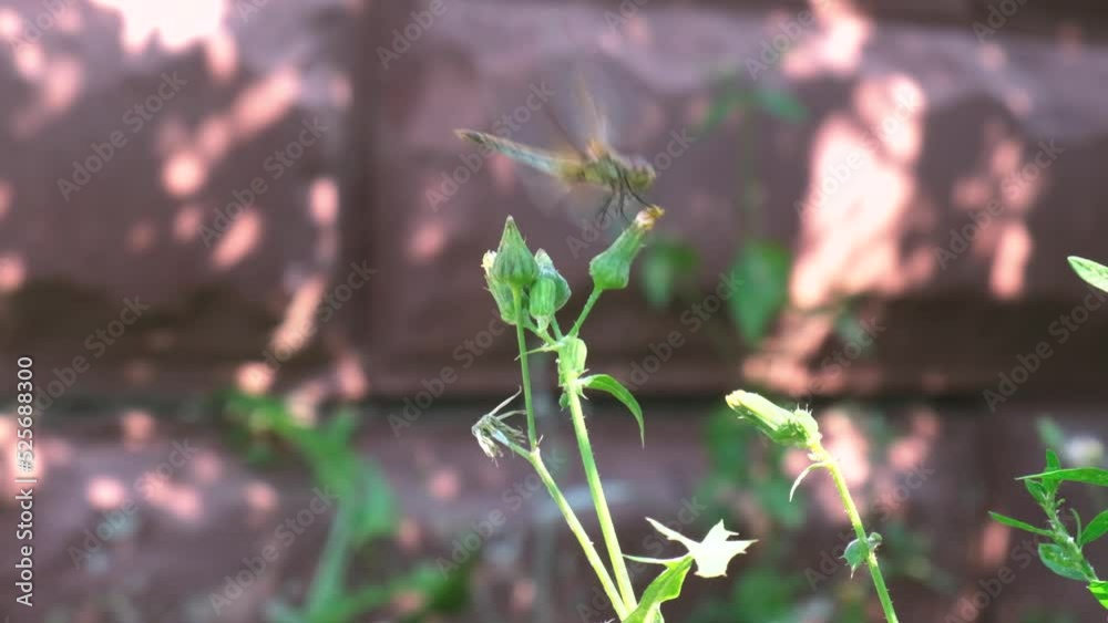 Flight of a dragonfly over a green plant. Slow motion Flight of a dragonfly over a green plant. Slow motion