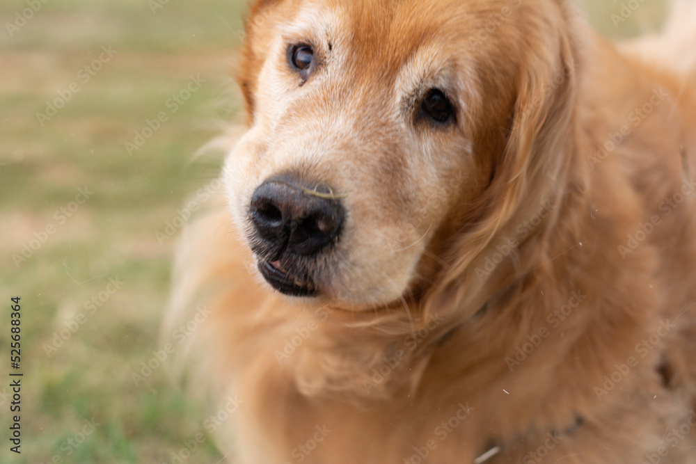 The golden retriever dog shaking his head.