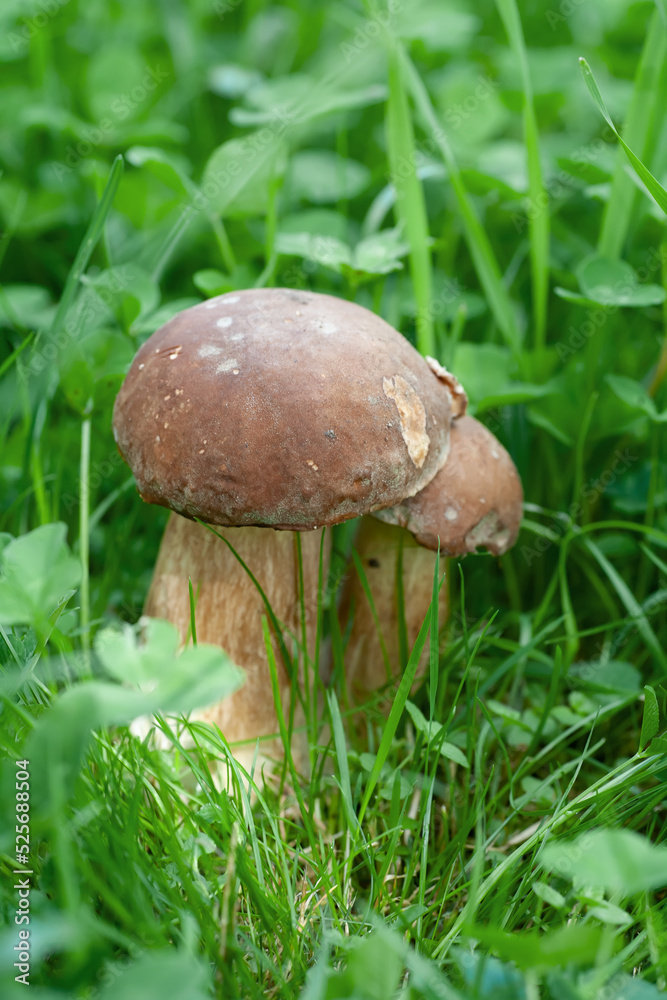 There are two porcini mushrooms in the grass. local focus. There are two porcini mushrooms in the grass. local focus.