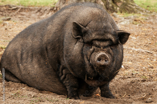 Schwein