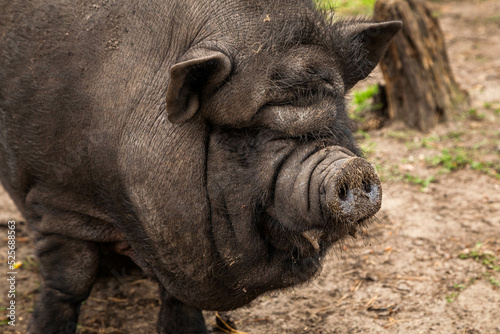Schwein