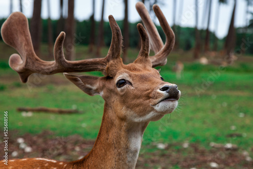 Damwild
