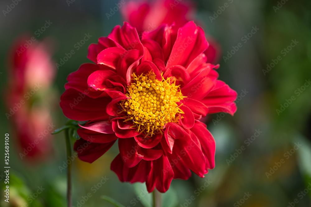 red dahlia flower red dahlia flower