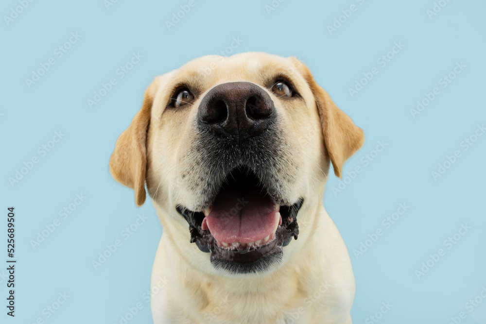 Funny labrador retriever dog smiling. Isolated on blue pastel background Funny labrador retriever dog smiling. Isolated on blue pastel background