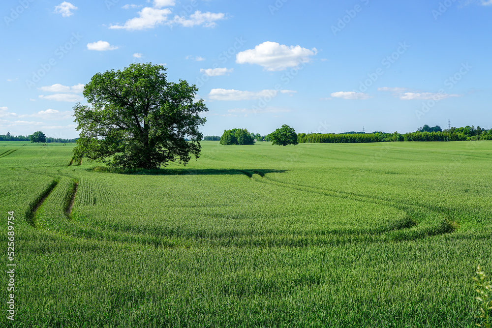 An oak tree in the middle of a wheat field and a technological track around it