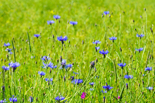 Blue flowers of wild cornflower grow and bloom in the meadow