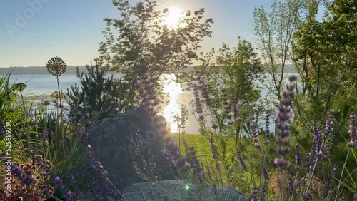 Close up of lavender flowers swaying in the wind. Field of lavender located on a riverside. Rising sun over the river.