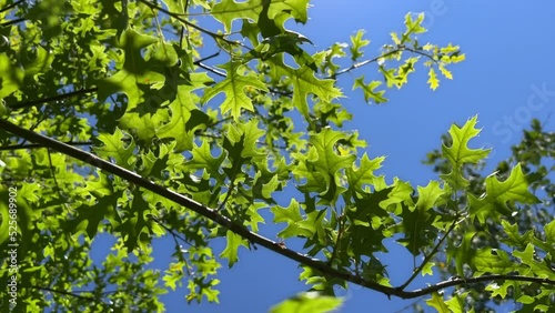 Fresh green leaves swaying in light wind. Tree branches opposite the sun on a clear blue sky. Sunlight and sunbeams. Looking up.