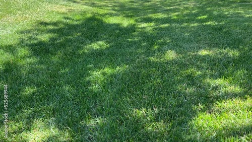 Fresh green grass on the summer lawn. Sunlight and shadow from tree branches swaying in the winds.