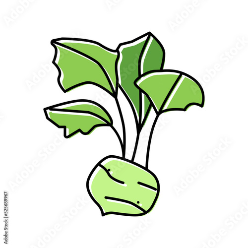 kohlrabi cabbage color icon vector illustration