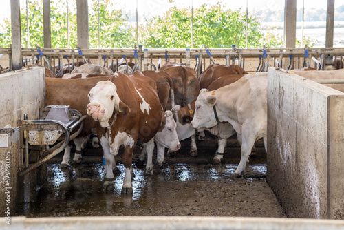 cows in a cowshed in bavaria, germany