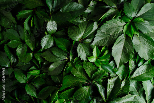 Abstract natural background wall of green foliage. © freeman83