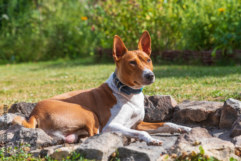 Basenji - Congo Dog medium-sized brown and white dog from central Africa in the garden. Basenji - Congo Dog medium-sized brown and white dog from central Africa in the garden.