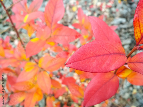 Red leaves of a blueberry bush on autumn day.