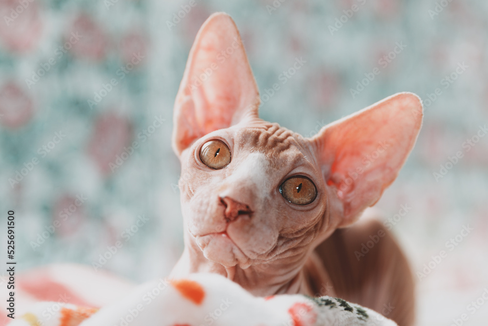 beautiful cat breed canadian sphynx. naked cat