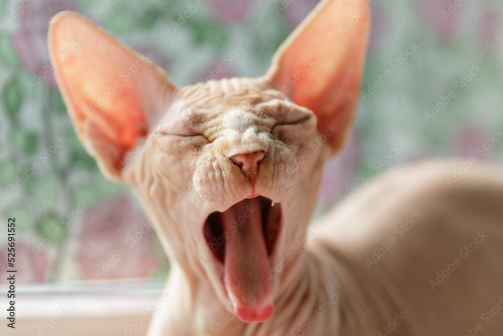 beautiful cat breed canadian sphynx yawns. naked cat