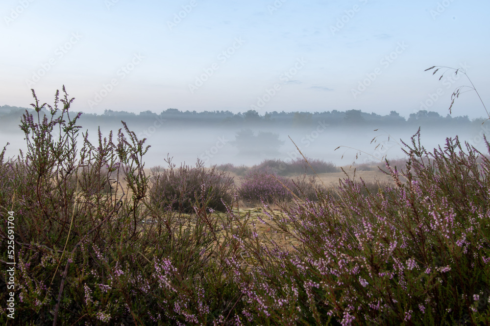 Obraz premium Traumhafter Sonnenaufgang bei Nebel in der Heide