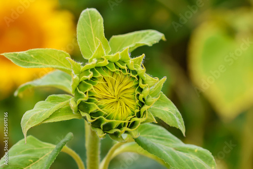 Sunflower bud, closeup new budding growth. "Helianthus" flower. Dublin, Ireland