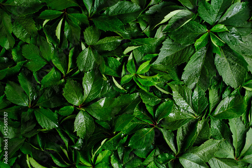 Abstract natural background wall of green foliage.