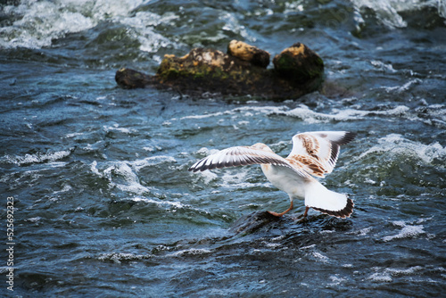 Fototapeta Naklejka Na Ścianę i Meble -  Seagull chick flaps its wings trying take off from stone.