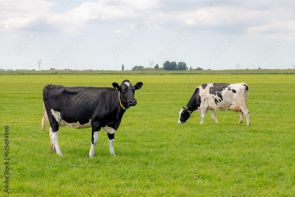 Two Dutch cow with black and white standing and nibbling fresh grass on green meadow, Typical polder landscape in Holland, Open farm with dairy cattle on the field in countryside farm, Netherlands.