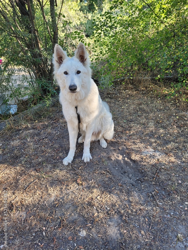 alaskan malamute dog