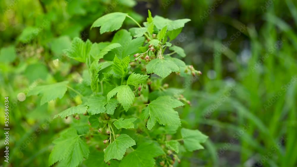 Blackcurrant. Bushes bloom in spring. Berries in the garden. Static camera. High quality 4k footage Blackcurrant. Bushes bloom in spring. Berries in the garden. Static camera. High quality 4k footage