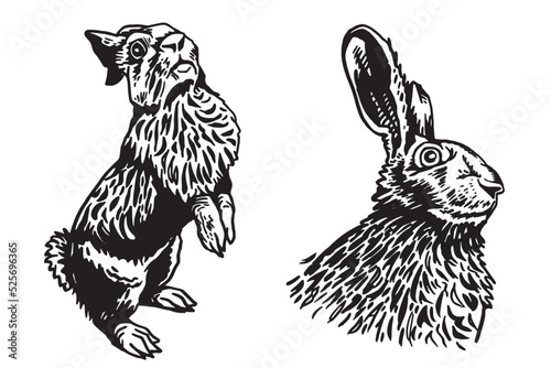 Graphical two bunnies  isolated on white,vector illustration. Hand-drawn rabbit