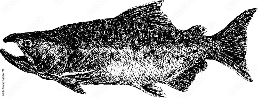 chinook salmon black and white illustration free download