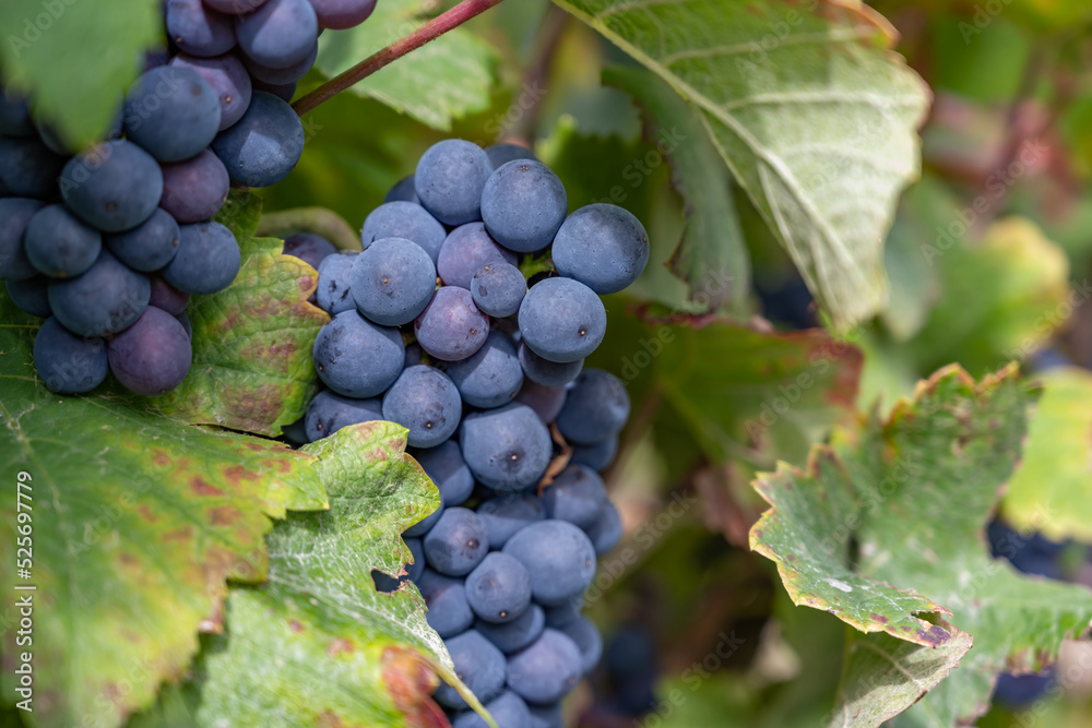 sarment de vigne dans le champagne prêt à être vendangé