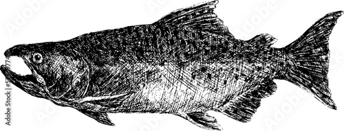 Chinook salmon black and white vintage realistic hand drawing illustration vector