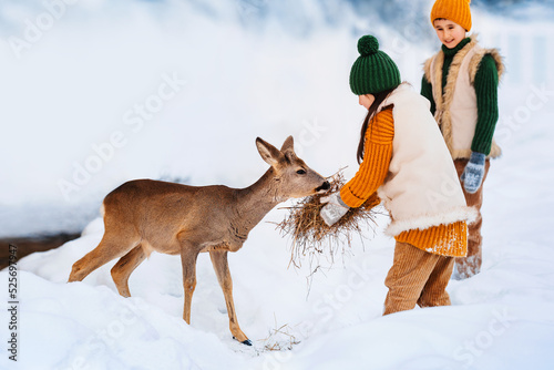 Two cute children are feeding hay to fawn. Caring for animals on reindeer farm.