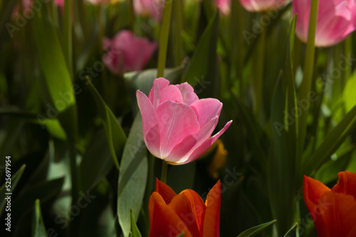 Tulip wallpaper photo. Printable pink tulip photo.